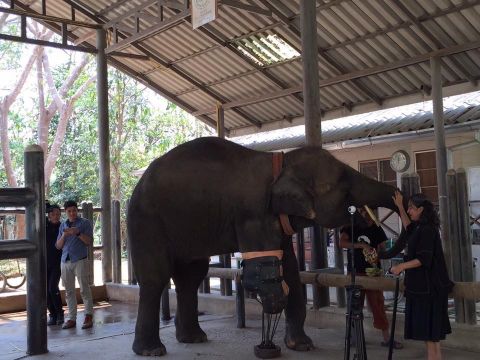 เปิดใจ "โซไรดา" มูลนิธิเพื่อนช้าง ก่อนยุติกิจการดูแลช้าง