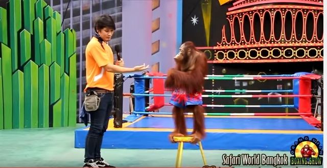 แจงลิงอุรังอุตังชกมวย "ซาฟารีเวิลด์" ไม่ทรมานสัตว์