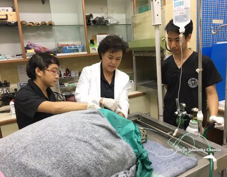 ลุ้น 48 ชั่วโมงปาฎิหารย์ “เต่าออมสิน” ตื่น –ทีมสัตวแพทย์แถลงบ่ายนี้