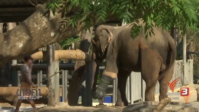 อุทยานฯ-อ.อ.ป.พร้อมรับดูแลช้างบาดเจ็บจากมูลนิธิเพื่อนช้าง 
