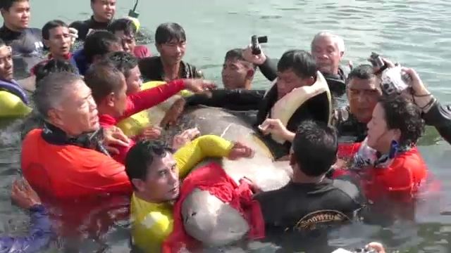 จับพะยูนติดสัญญาณดาวเทียมเพิ่ม 2 ตัว