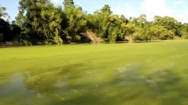 “สาหร่ายบูม” ลอยเต็มลำน้ำเขื่อนลำโดมใหญ่ จ่อทำฝนหลวงแก้ปัญหา
