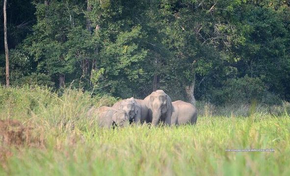 นับช้างป่า "ภูเขียว-น้ำหนาว" พบ 102 ตัว