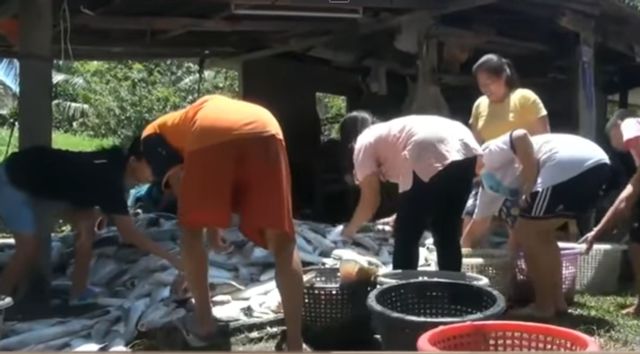 อากาศร้อนจัด "ปลากะพงขาว" รอบทะเลสาบสงขลาตายเพียบ 