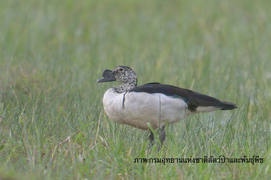 เปิดภาพ “นกเป็ดหงส์” รวมฝูงครั้งแรกในทะเลน้อย