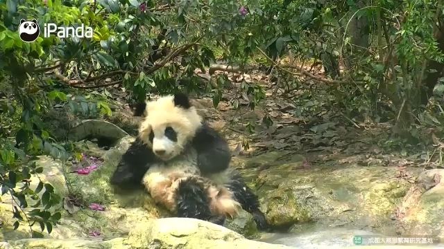 ชมคลิป ลูกแพนด้าในจีนเล่นนํ้าคลายร้อน