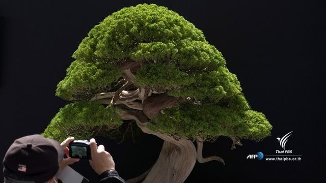 ยลโฉมบอนไซอายุกว่า 500 ปี ในญี่ปุ่น 