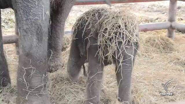 "พังฟ้ารุ่ง" หมู่บ้านช้างอยุธยา ฤกษ์ดีตกลูกวันวิสาขบูชา 