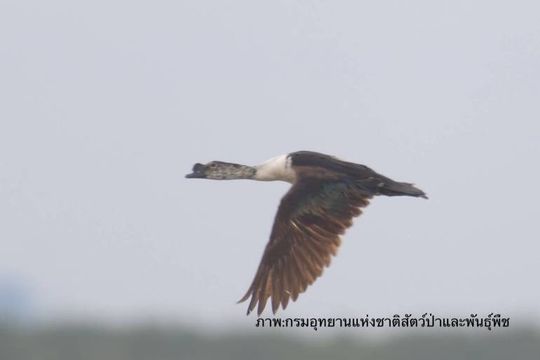 ชวนชม “นกเป็ดหงส์” นกอพยพมาวางไข่ทะเลน้อย จ.พัทลุง 