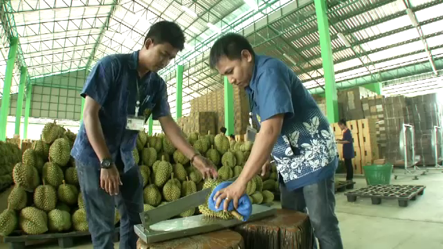 เสนอคุมกำเนิด "ล้งจีน" ก่อนกุมอำนาจราคาทุเรียนไทย