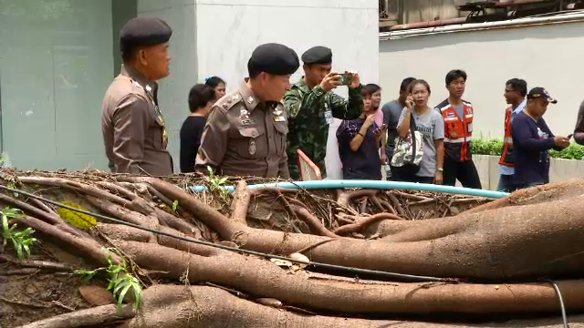 ตร.ออกหมายเรียกเจ้าของต้นไม้ใหญ่ล้มแยกชิดลม 23 พ.ค.นี้