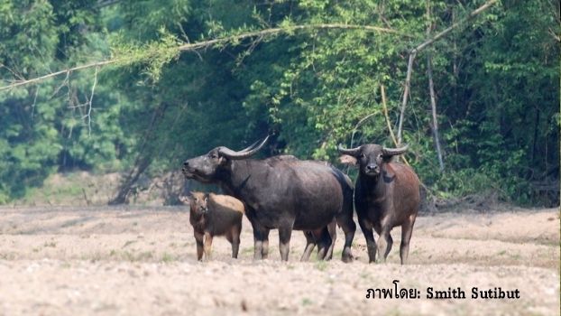 "ควายป่า" ห้วยขาแข้งเสี่ยงสูญพันธุ์ ฝูงสุดท้ายเหลือ 69 ตัว