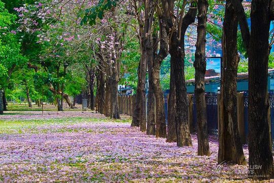 "กรมป่าไม้' เล็งตรวจสุขภาพต้นไม้ใหญ่ขนาดลำต้น 2 เมตรทั่วกรุง 