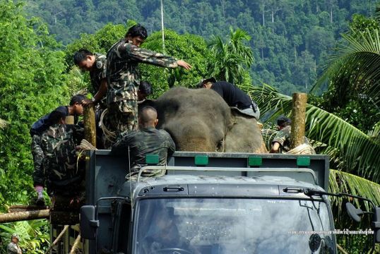 เปิดปฏิบัติการย้าย " เจ้าแก้ว ”ช้างป่าอินดี้กลับเขาตะกรุบ