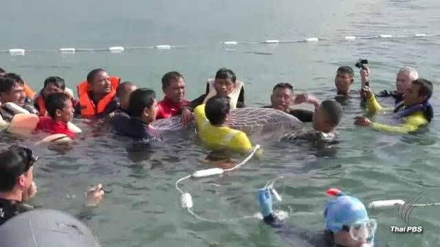 สัตวแพทย์ จุฬาฯ ยันติดสัญญาณดาวเทียมตามตัวพะยูน ไม่อันตราย