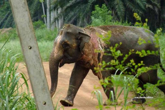 "ธรรมชาติบำบัด" รักษาช้างซนถูกน้ำกรดสวนยางพารา 
