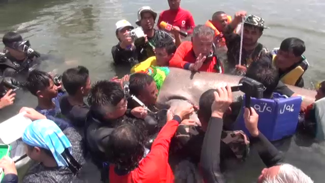 จี้ปลดสัญญาณดาวเทียมพ้น "พะยูน" 3 ตัว