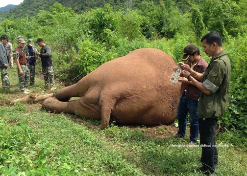 “รั้วไฟฟ้า” มัจจุราชเงียบ 3 ปีช้างป่าสังเวยชีวิต 9  ตัว 