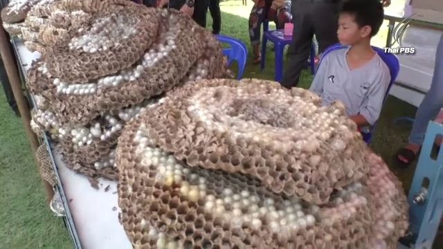 นครพนมจัดเทศกาล “กินต่อหัวเสือ” โชว์ปรุงสารพัดเมนู – สร้างอาชีพรายได้งาม