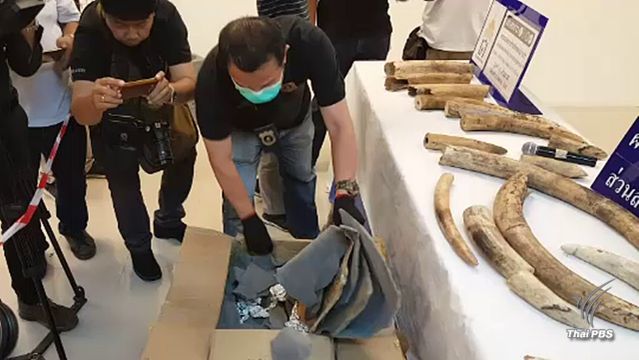 ยึดงาช้างแอฟริกามูลค่า 4 ล้านบาทในสนามบินสุวรรณภูมิ