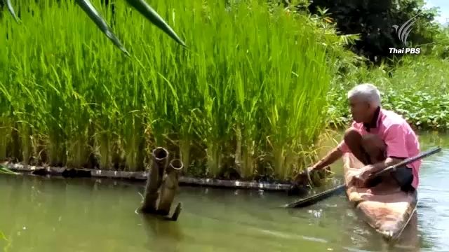 เกษตรกรพะเยาทดลองปลูกข้าวลอยน้ำ ลดต้นทุน-ไม่ง้อดิน-ต้นข้าวงาม 