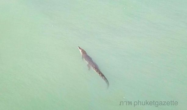ภูเก็ต-ทช. สั่งเฝ้าระวังจระเข้โผล่ว่ายน้ำทะเลหาดบางเทา 