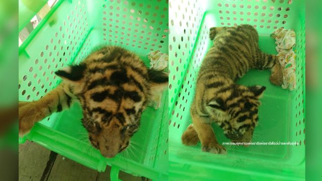 ซุก "ลูกเสือโคร่ง" อายุ 2 เดือนจับได้คาด่านตรวจชุมพร  