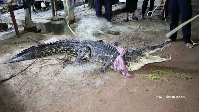 จับจระเข้ ภูเก็ต ได้แล้ว  นำตัวส่งศูนย์วิจัยฯตรวจสอบ  