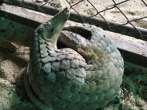 เปิดโซเชียลขอรับบริจาค "มด-ปลวก"อาหารตัวลิ่นของกลาง 80 ชีวิต
