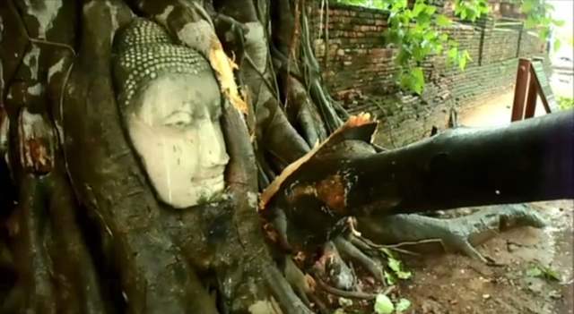 พายุฝนถล่ม กิ่งต้นโพธิ์ขนาดใหญ่หักเฉี่ยวเศียรพระพุทธรูปในรากไม้ เมืองมรดกโลกอยุธยา