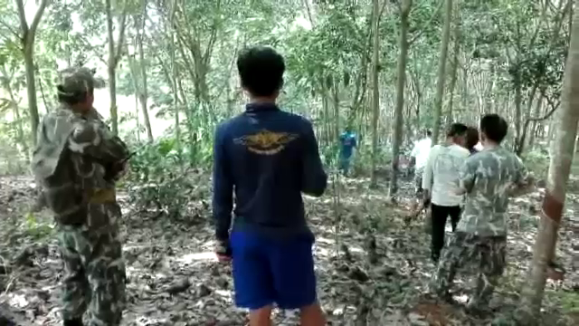 ช้างป่าเขาชะเมา บุกทำลายพืชเกษตรชาวบ้าน เพียง 2 คืน เสียหายแล้ว 100 ไร่ 
