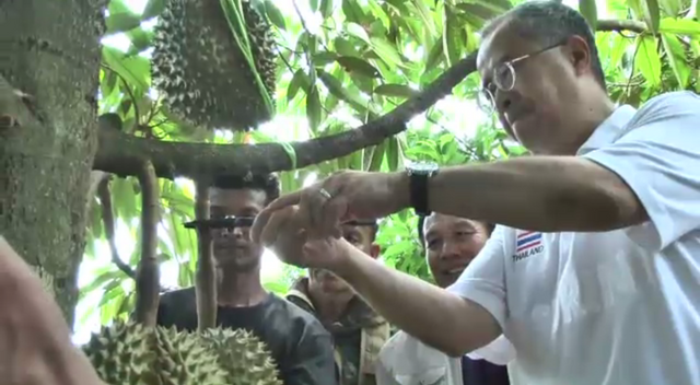 "สุรินทร์" เปิดตัวทุเรียนจากสวนลูกแรก 