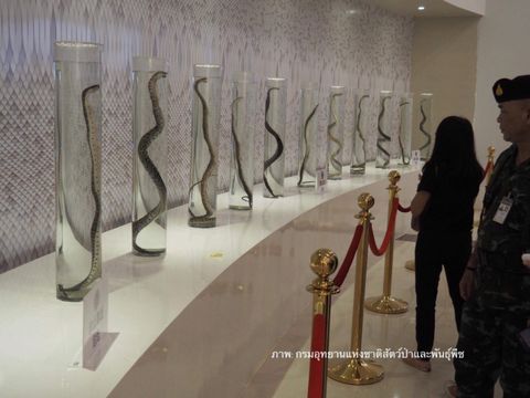 ทหาร-กรมอุทยาน บุกตรวจยึด "โชว์งู" ให้นักท่องเที่ยวชาวจีน 