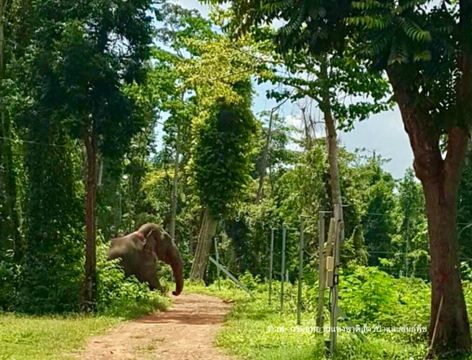เตือนช้าง"สีดอแดง"พังรั้วไฟฟ้าหนีออกจากเขาตะกรุบ