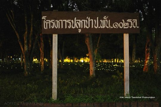 อันซีน  "ทุ่งหิ่งห้อยบก” ค่ายพรหมโยธี 