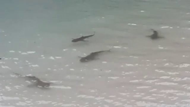 ฝูงฉลามหูดำหากินริมหาดเกาะห้อง จ.กระบี่