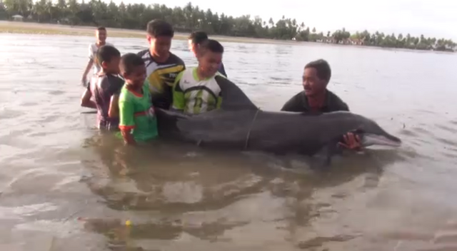 โลมาเกยตื้นชายหาด จ.ตรัง ตายแล้ว