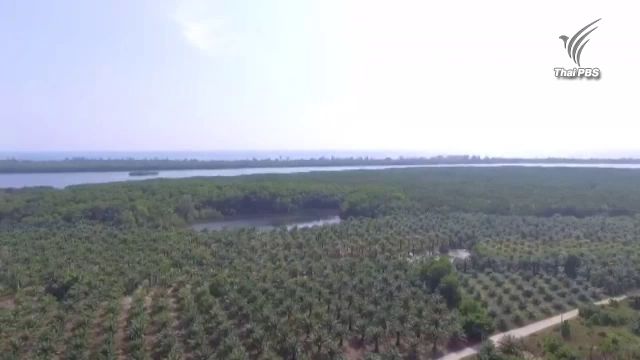 ความเห็นต่างใช้พื้นที่ป่า 2,000 ไร่ สร้างสนามบินพังงา