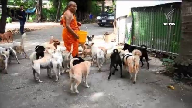 ย้ายสุนัข 500 ตัว จากวัด จ.พระนครศรีอยุธยา หลังมีผู้นำมาปล่อยจำนวนมาก