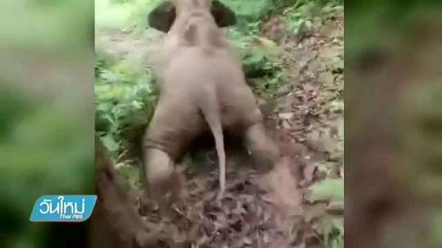 ลูกช้างโชว์ลีลาเล่นสไลเดอร์บนเนินดินในจีน