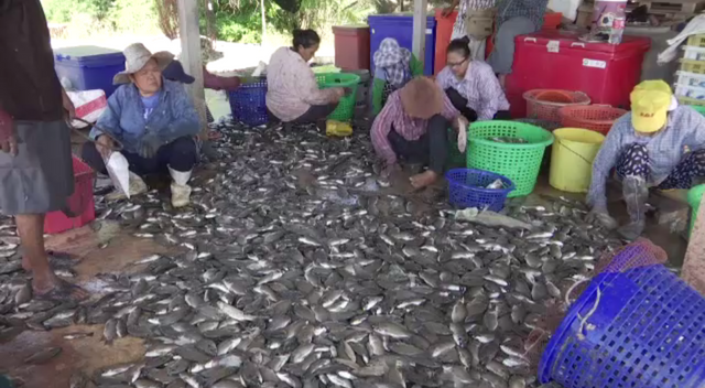 ชาวบ้านเร่งกำจัดปลาหมอสีคางดำ "เอเลียนสปีชีส์" หลังทำลายระบบนิเวศ