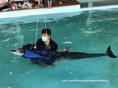 ทช.เร่งรักษา "โลมาลายแถบ" เกยตื้นหาดป่าตอง จ.ภูเก็ต