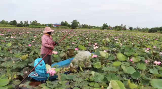 ราคาดอกบัวขยับขึ้นรับวันพระใหญ่
