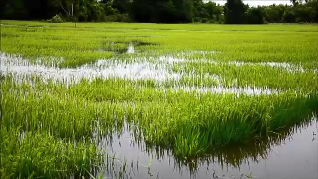 ชาวนาอยุธยากลุ้ม ฝนตกหนักทำน้ำท่วมนาข้าวเสียหายกว่า 100ไร่