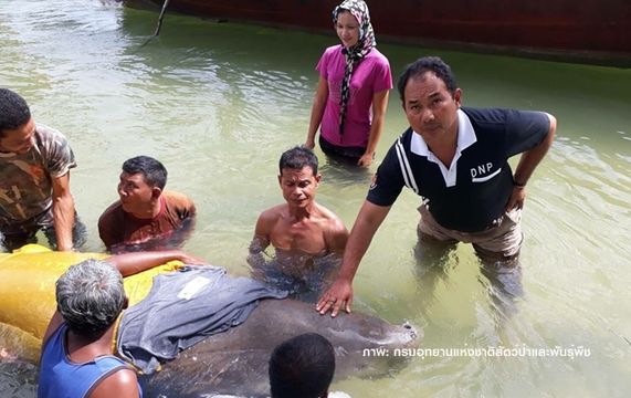 สุดยื้อชีวิต "แม่พะยูน" หลังเร่งช่วยเหลือนานกว่า 6 ชั่วโมง