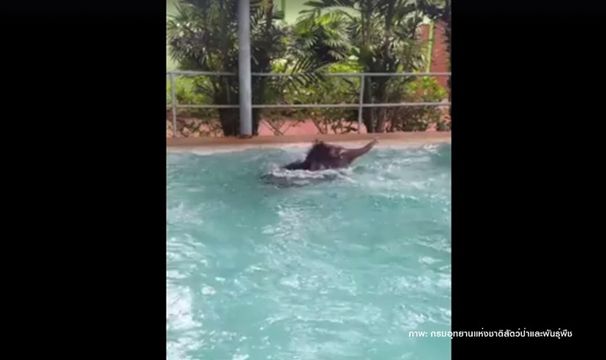 "ฟ้าแจ่ม”ลูกช้างป่ากำพร้าสุขภาพแข็งแรง-เริ่มฟื้นฟูขาซ้ายลีบ