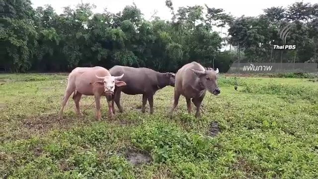 ศาลตัดสินจำคุก 1 เดือน ปรับ 3.5 หมื่น เกษตรกรขาย "ควายบุญรอด"