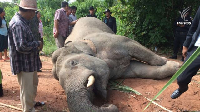 เผยผลชันสูตรช้างป่าอ่างฤาไนตาย เหตุถูกไฟฟ้าช็อต 