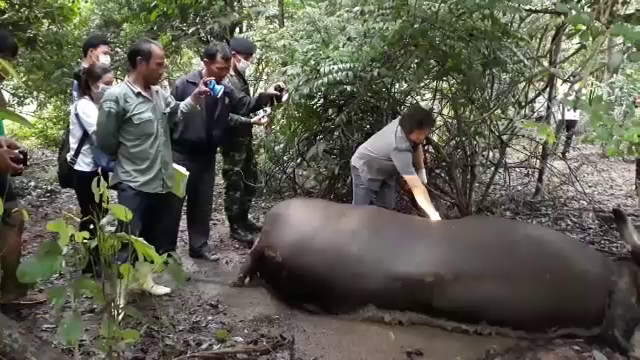 พบซากกระทิงขนาด 1 ตัน กลางป่ากุยบุรี