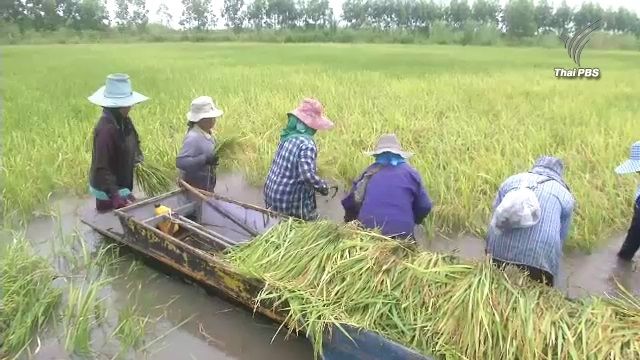 ชาวนาพิจิตรลุยน้ำเกี่ยวข้าว หลังน้ำท่วมหนัก